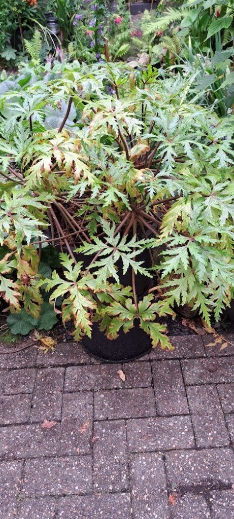 Geranium Maderense..exclusieve plant!, Vaste plant, Halfschaduw, Zomer, Ophalen