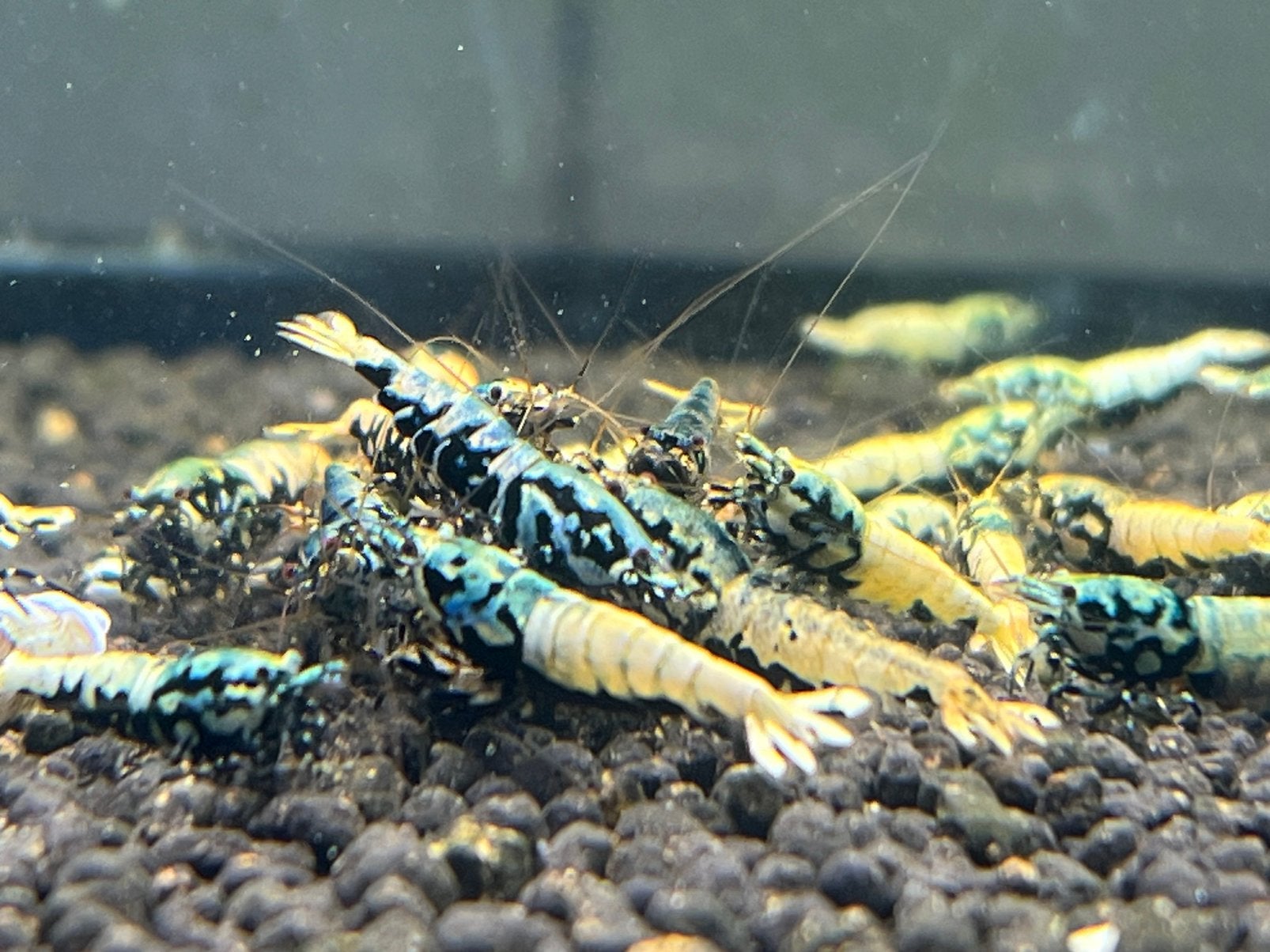 Garnalen topkwaliteit! BOA Crystal Taiwan Snowfall OE Fancy, Kreeft, Krab of Garnaal, Zoetwatervis, Schoolvis