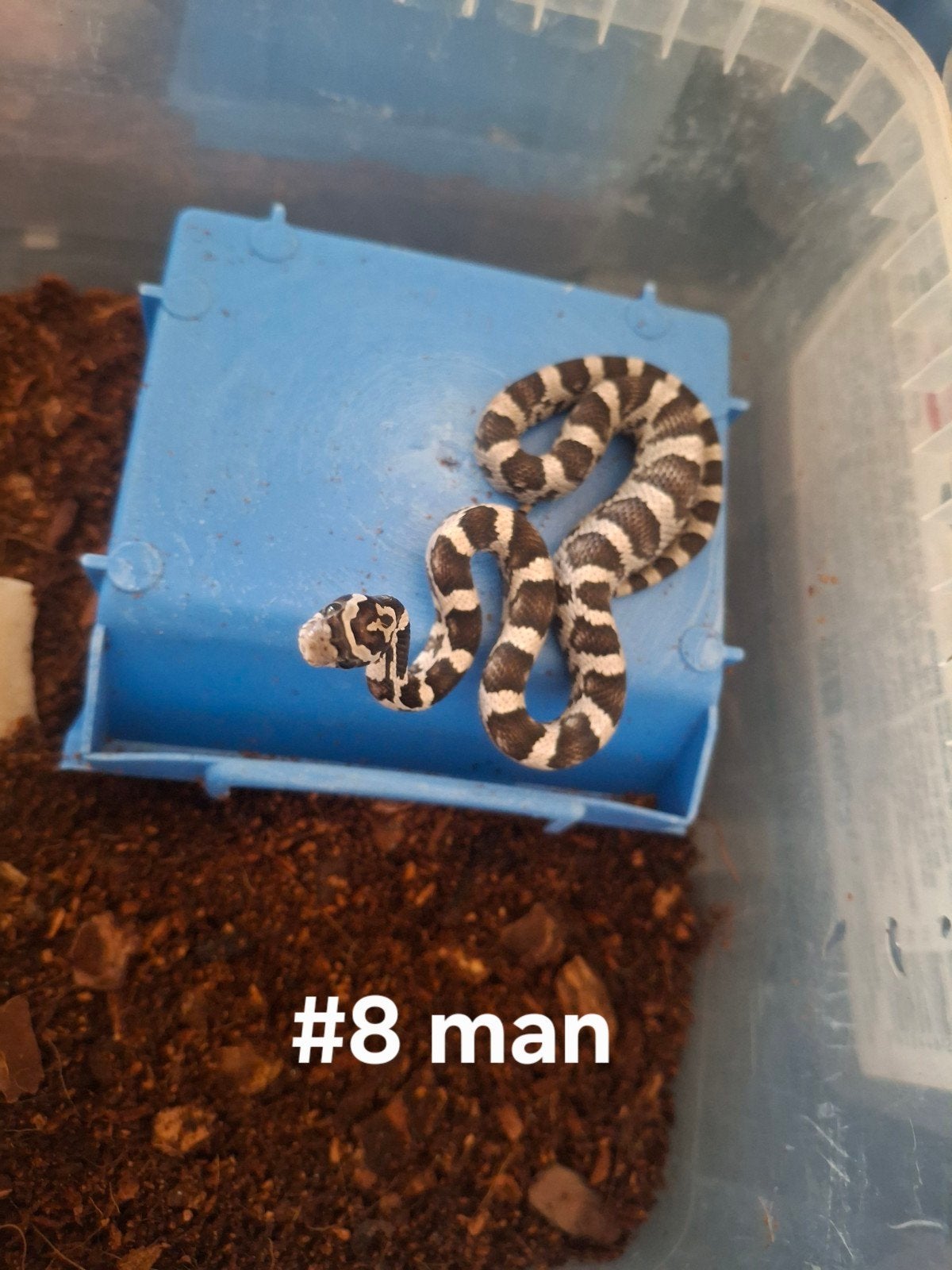 rattenslang nakweek 2026 Pantherophis guttatus Corn Snake photo 6