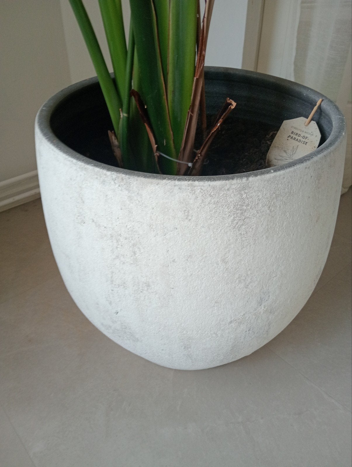 Prachtige Strelitzia Nicolai - Paradijsvogelplant incl pot, Tuin en Terras, Volle zon, Vaste plant, Bloeit niet, Ophalen
