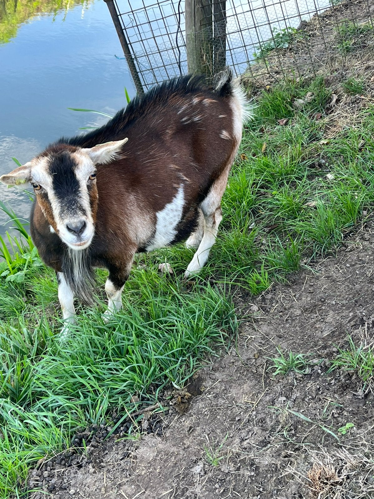 Prachtige dwerggeit  hoornloos, Dieren en Toebehoren, Vrouwelijk, Geit, 3 tot 5 jaar