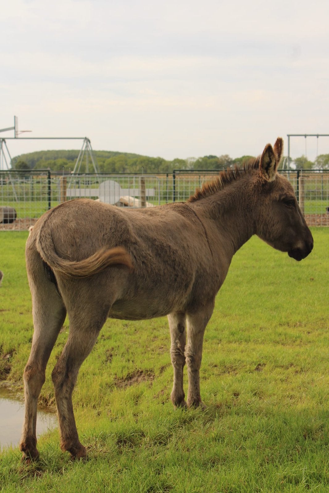 2 prachige ezels, Dieren en Toebehoren, Vrouwelijk