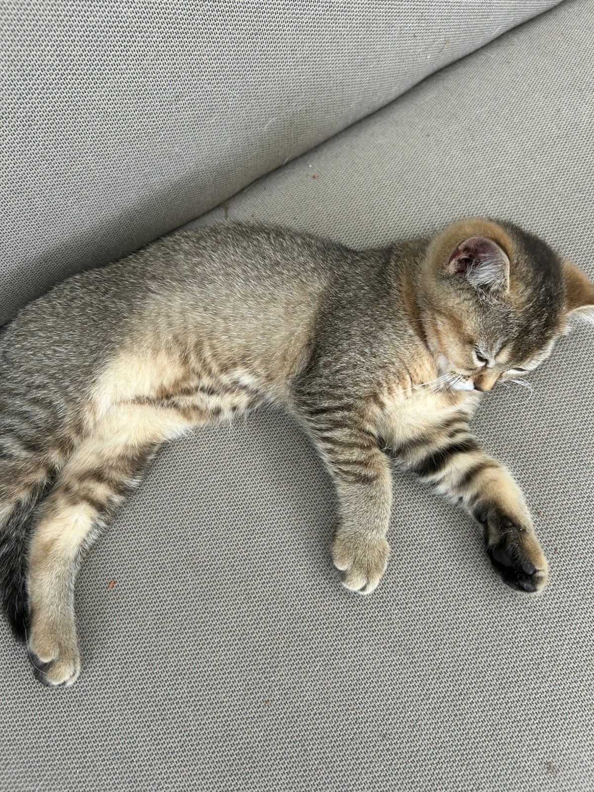 Britse korthaar kittens lilac tabby en golden shaded, Meerdere dieren, Ontwormd, 0 tot 2 jaar