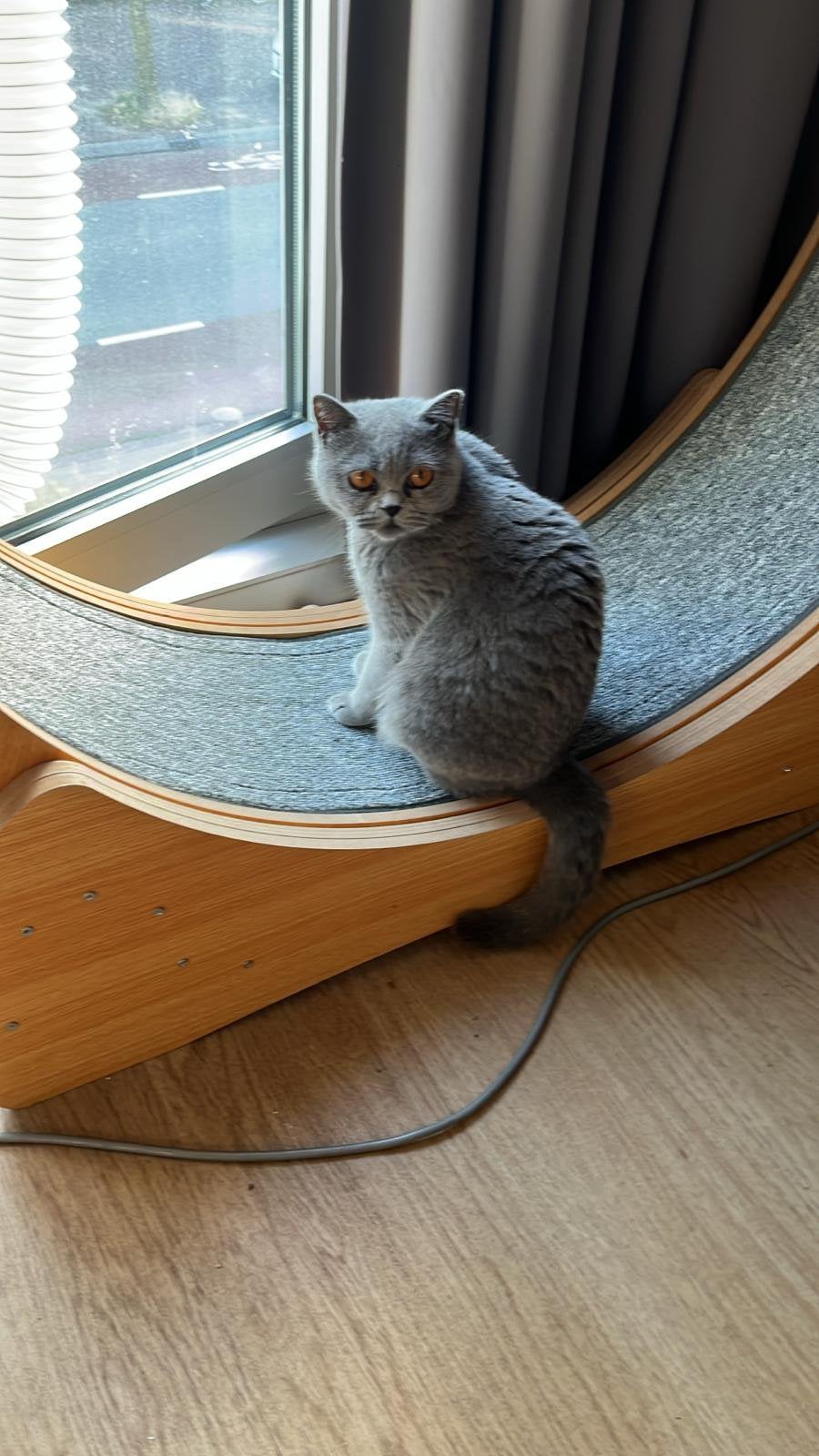Kattenrad/kattenwiel, Ophalen, Nieuw, Overig speelgoed