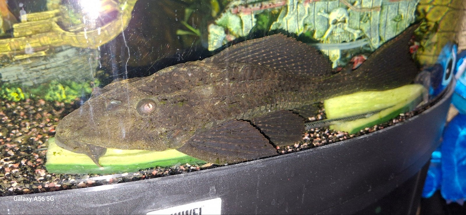 Zeilvin pleco, Eén persoon, Overige typen