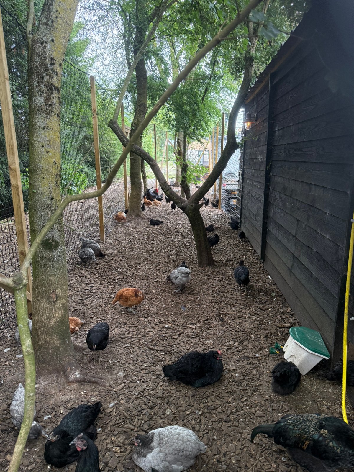 Kippen (hennen), Dieren en Toebehoren, Pluimvee, Vrouwelijk, Kip
