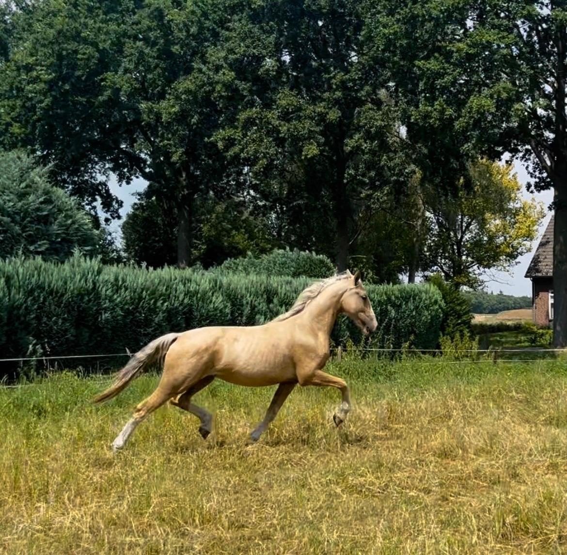 Gelderse palomino rijpaard (2 jaar), Dieren en Toebehoren, Paarden, Merrie, Met stamboom, Niet van toepassing, Dressuurpaard