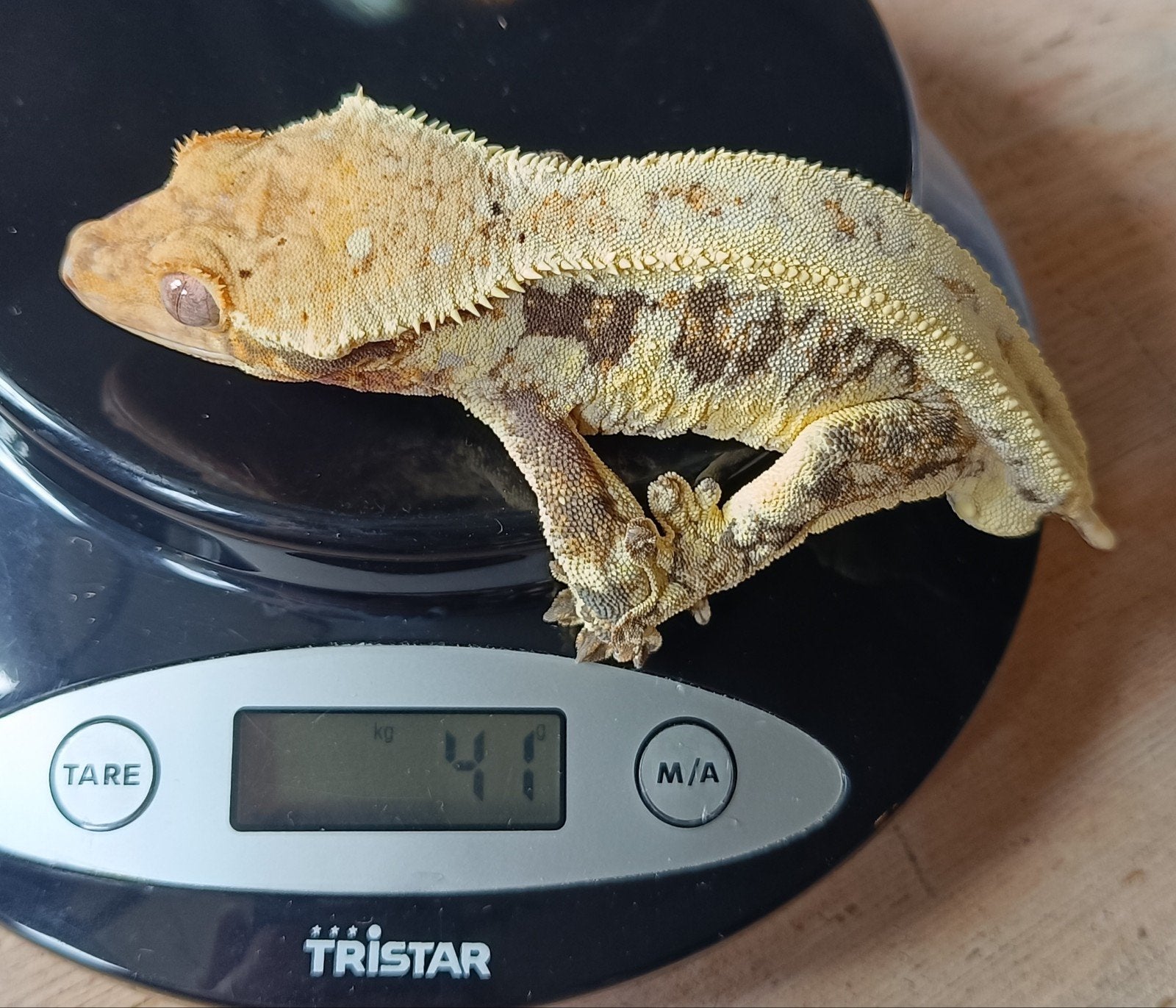 Wimpergekko man Lilly White frogbutt Crested Gecko photo 2