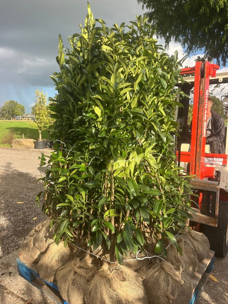 Laurier, Prunus Genolia, smal opgaand groeiende sierkers, Ophalen of Verzenden, Laurier, Haag, 100 tot 250 cm