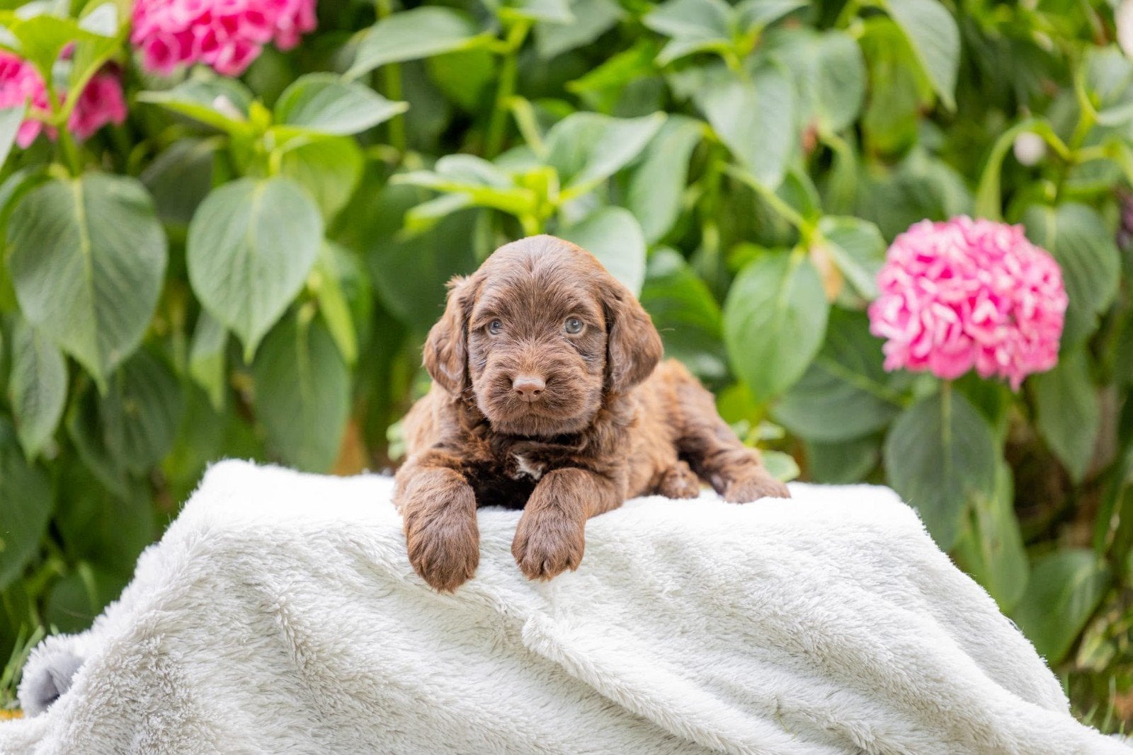 Super gesocialiseerde Goldendoodle x Labrador pups!, Parvo, Overige rassen, 8 tot 15 weken, Meerdere