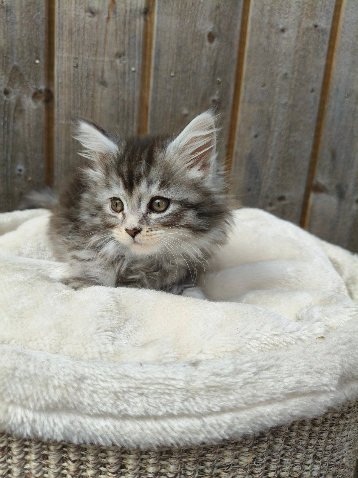 Prachtige main Coon kittens, Meerdere dieren