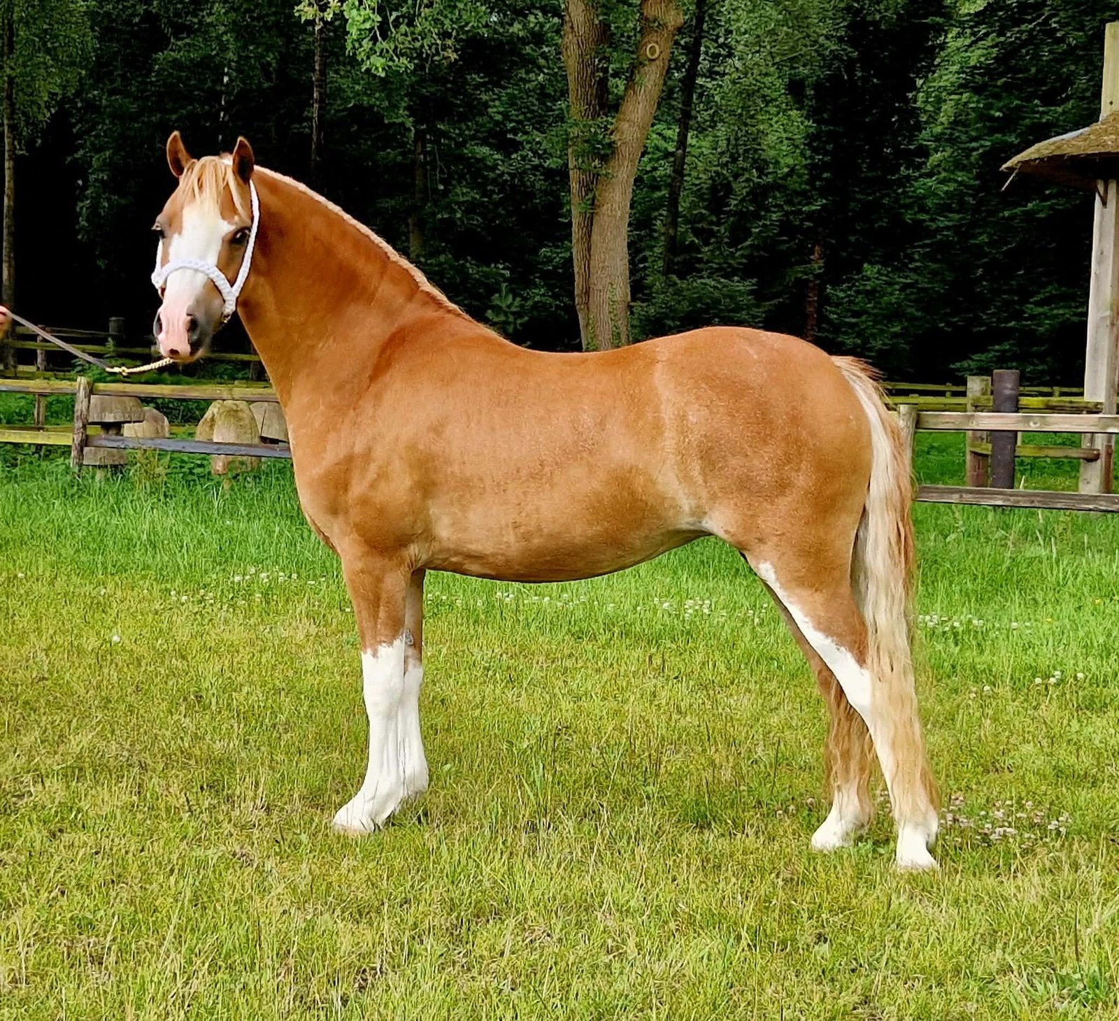 Mooie Welsh A Ster merrie, Dieren en Toebehoren, Pony's, Merrie, Met stamboom, Niet van toepassing, A pony (tot 1.17m)