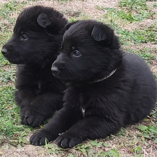 Prachtige zwarte Duitse Herder pups – met stamboom, 8 tot 15 weken, Buitenland, Meerdere, Meerdere dieren