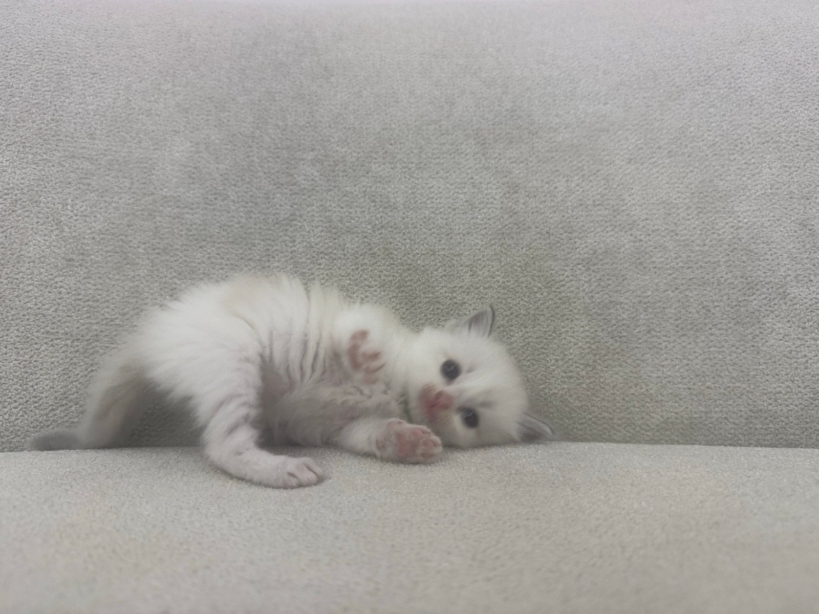 Ragdoll kittens, Meerdere dieren