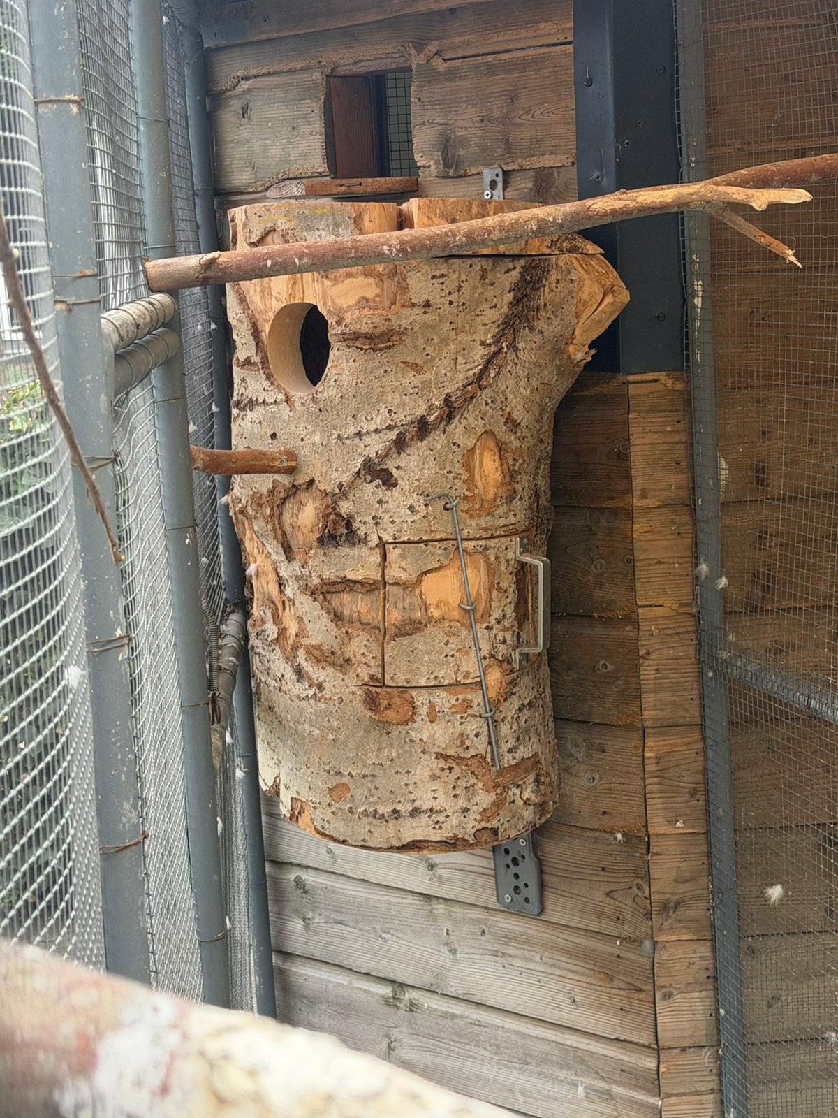 Natuur broed blokken te koop., Meerdere dieren, Parkiet