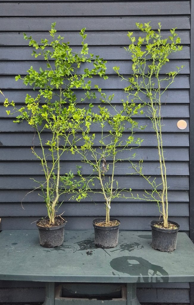 Citrus trifoliata | wIlde citroen, Ophalen, Overige soorten, Volle zon, In pot