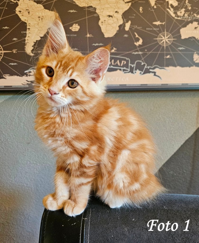 Main Coon 100% kittens, katertjes, 2 Blue Smoke,  Rood/Creme, Kater, Gechipt, 0 tot 2 jaar