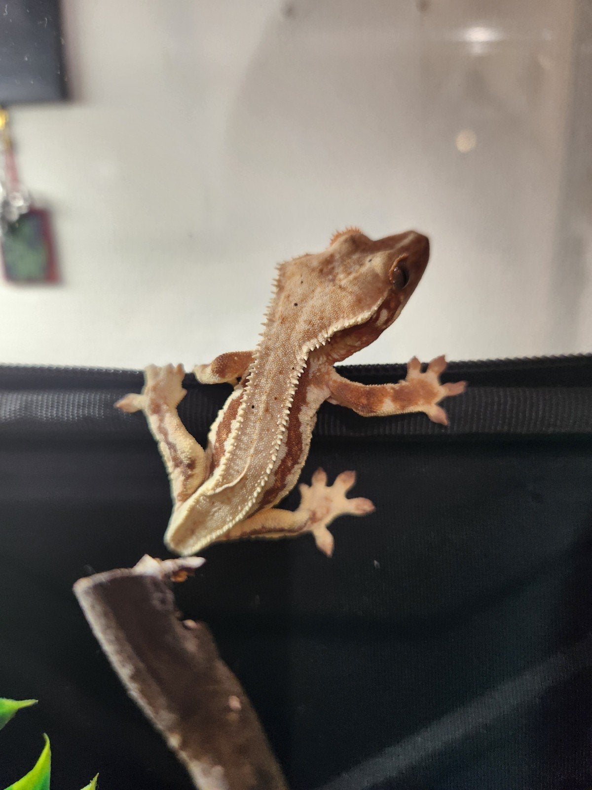 wimpergekko lilly white, frug but, dame, Hagedis, 0 tot 2 jaar