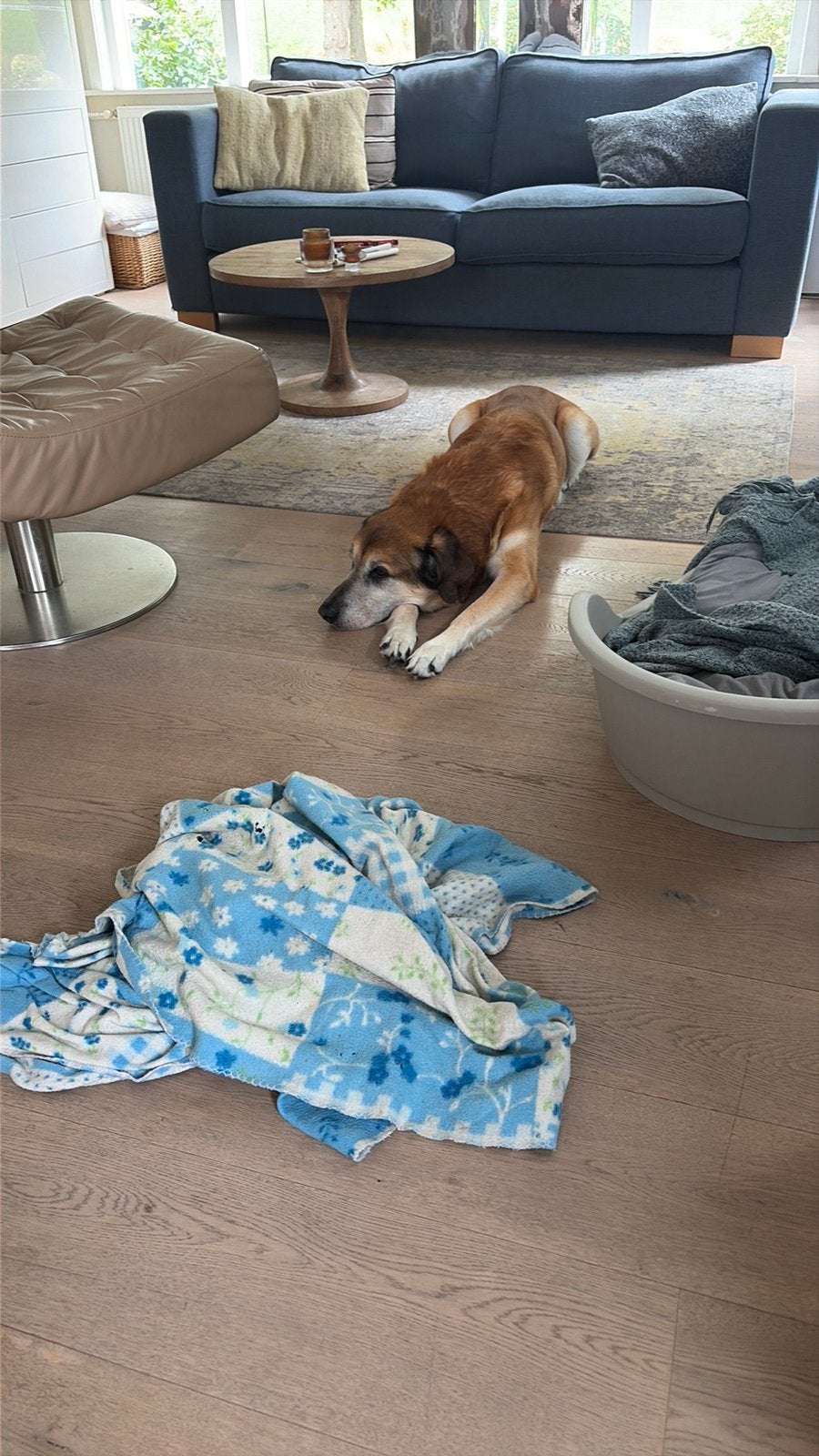 Oppas voor hond gezocht, Particuliere oppas