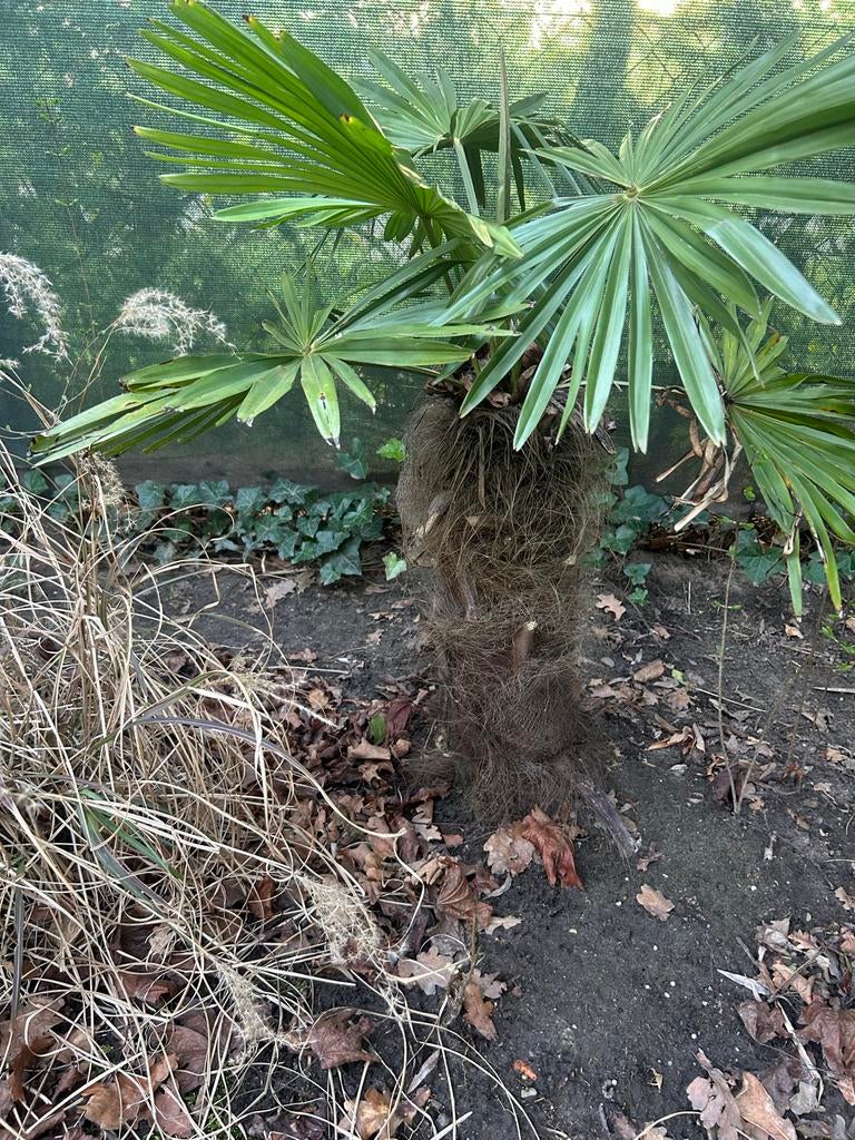 Trachycarpus Fortunei - Winterharde Palmboom (60cm), Volle zon, Vaste plant, Bloeit niet, Ophalen