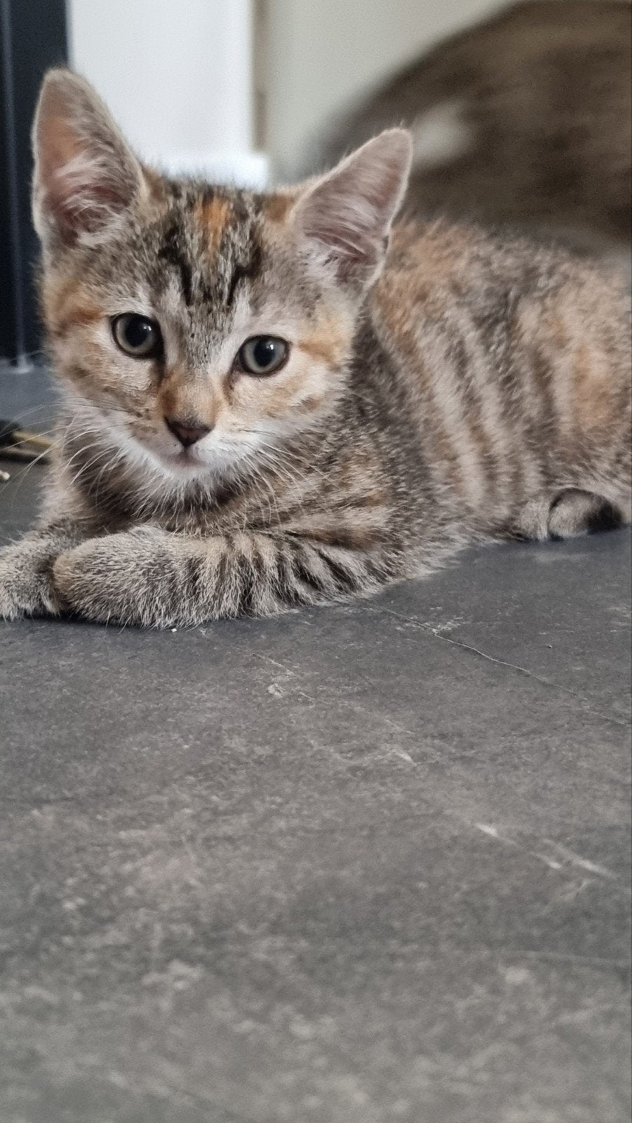 Twee mooie tijgertjes te koop., Poes