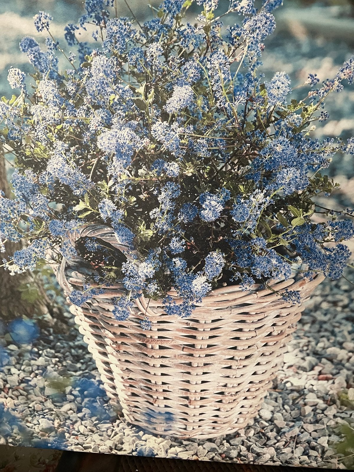 Canvas schilderij met bloemen in rieten mand, Ophalen of Verzenden, Zo goed als nieuw, Schilderij, 50 tot 75 cm