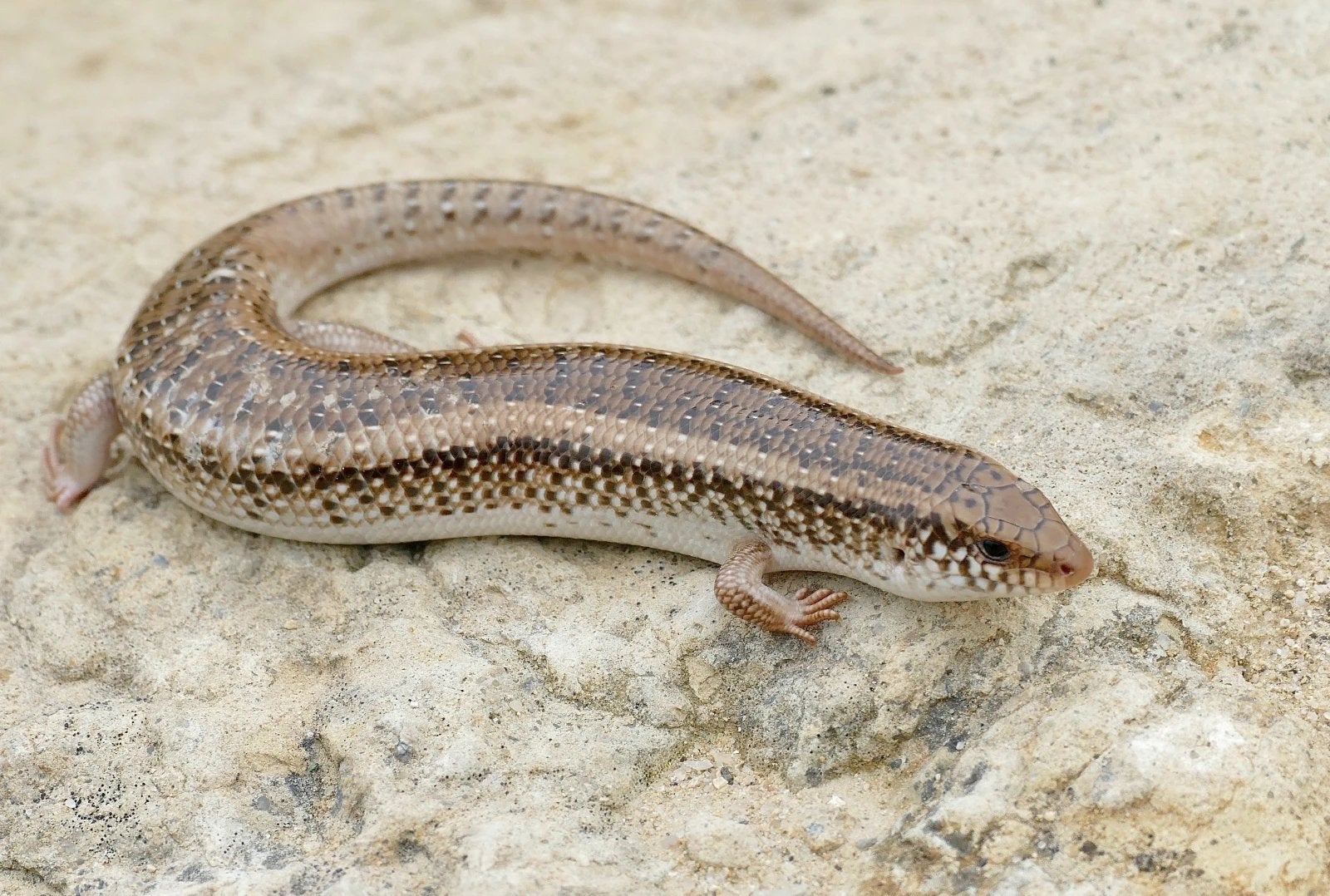 Gezocht parelskink, Dieren en Toebehoren, Reptielen en Amfibieën, 0 tot 2 jaar