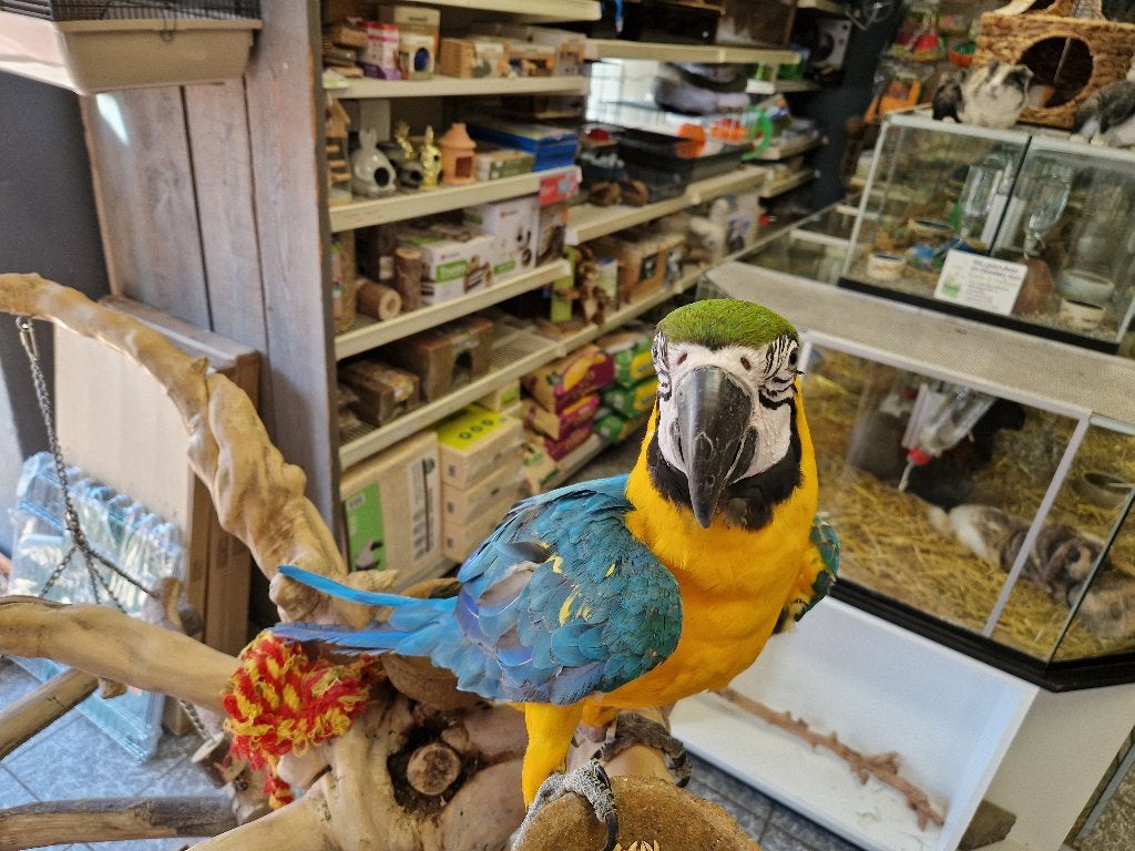 tamme jonge blauw gele ara, Dieren en Toebehoren, Meerdere dieren, Papegaai, Geringd