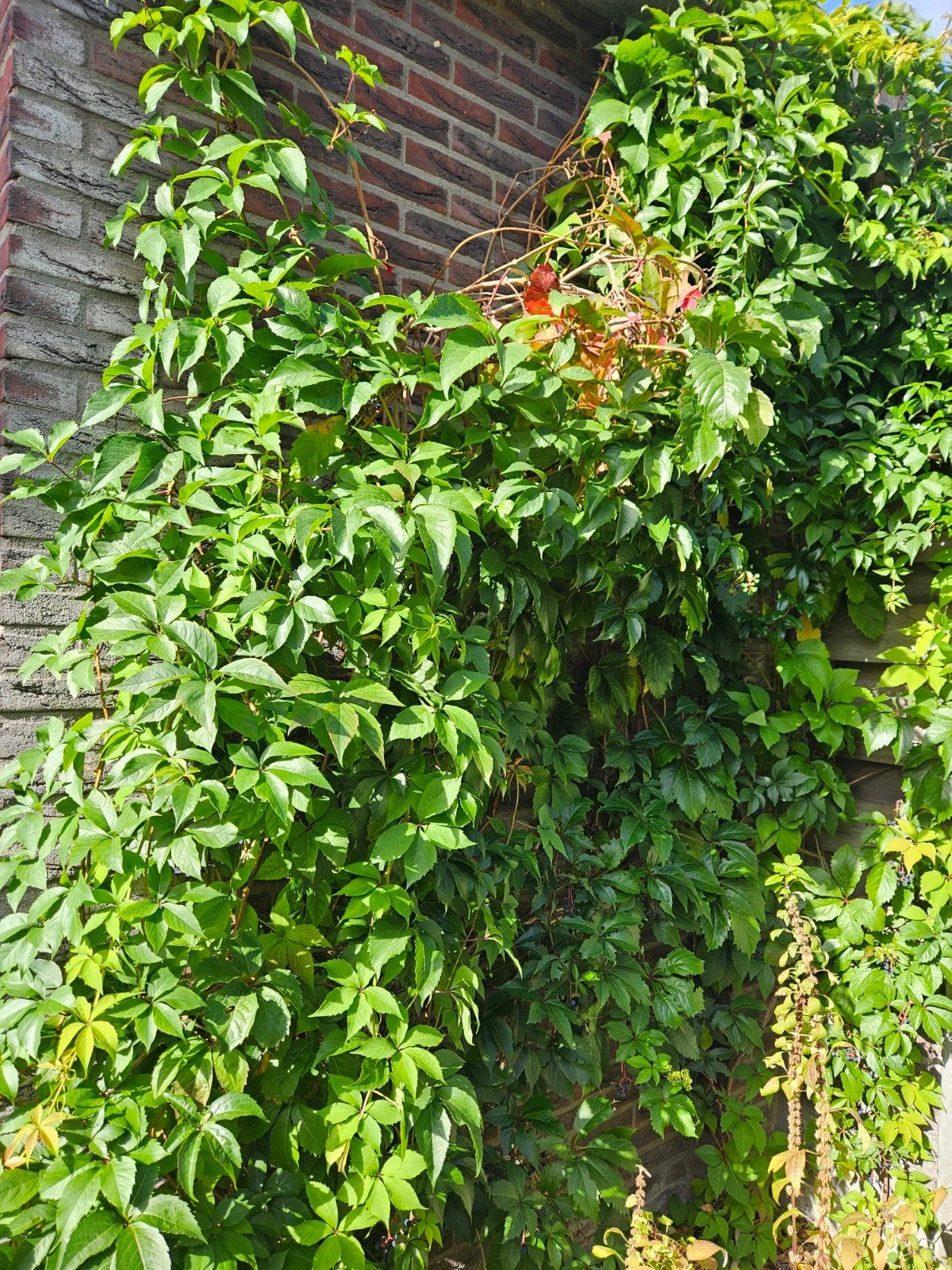 Gratis: Wilde Wingerd - Klimplant voor een groene gevel, Ophalen, Vaste plant, Bloeit niet, Halfschaduw