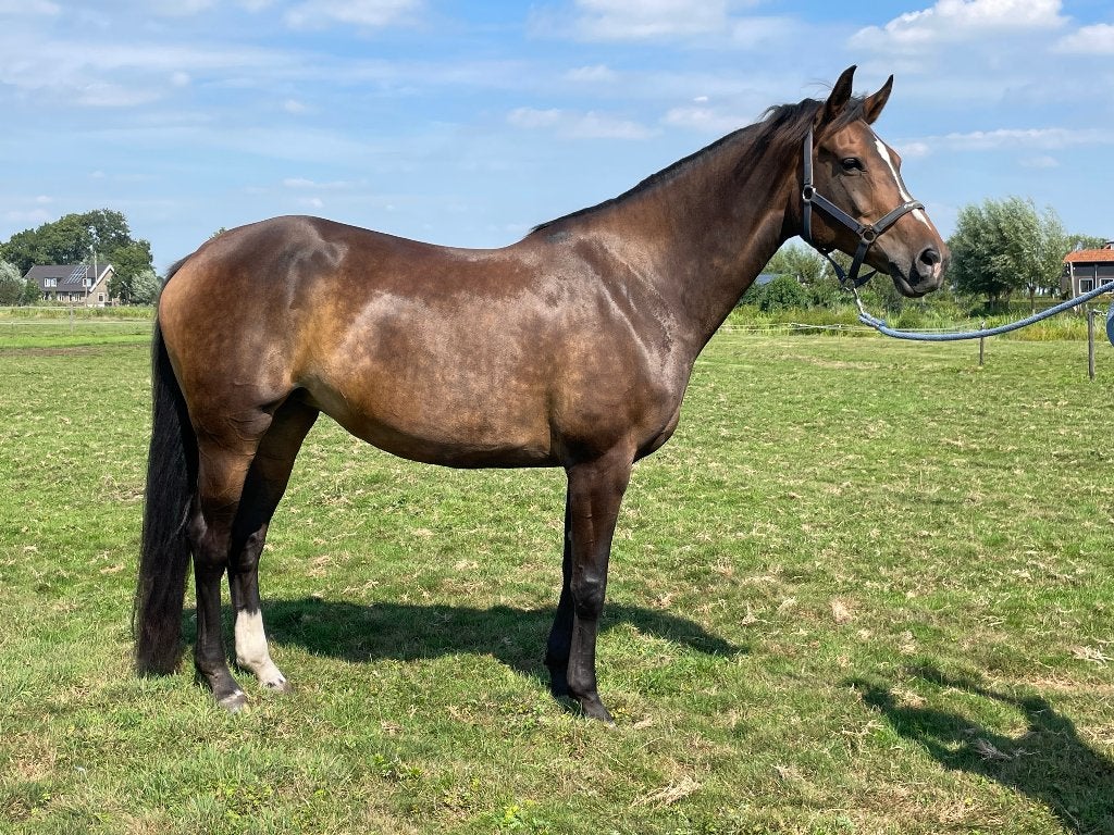 Paard, Merrie, 170 tot 175 cm, 11 jaar of ouder, Recreatiepaard