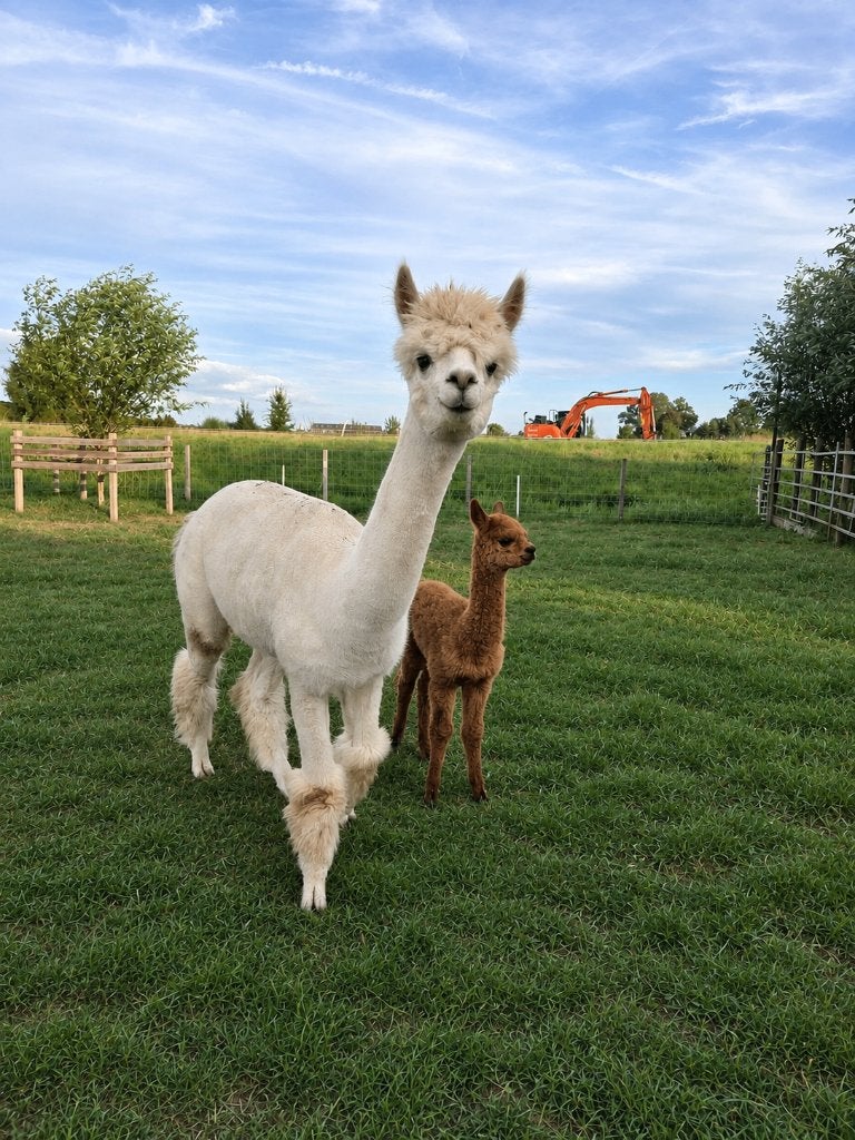 Drachtige alpaca merrie met merrie veulen, Juni, Vrouwelijk