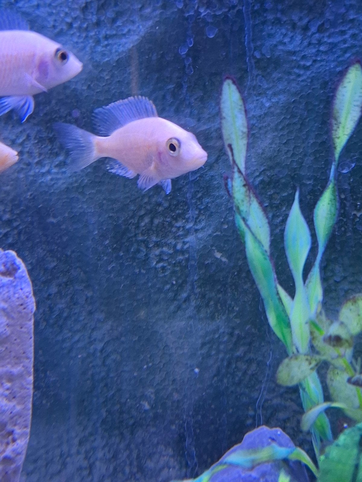 5 aulonocara firefish Malawi cichlide, Vis