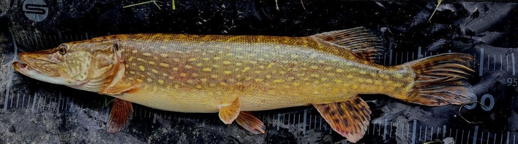 Snoekstreamer Q 4 met Fleurhaak en verwisselbare dreg, Ophalen, Nieuw, Complete set