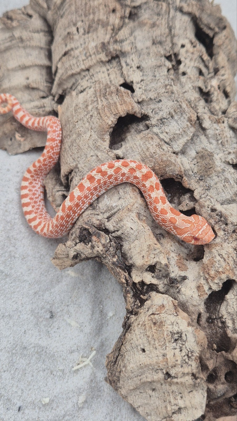 Ex red albino haakneusslang Hognose Snake photo 4