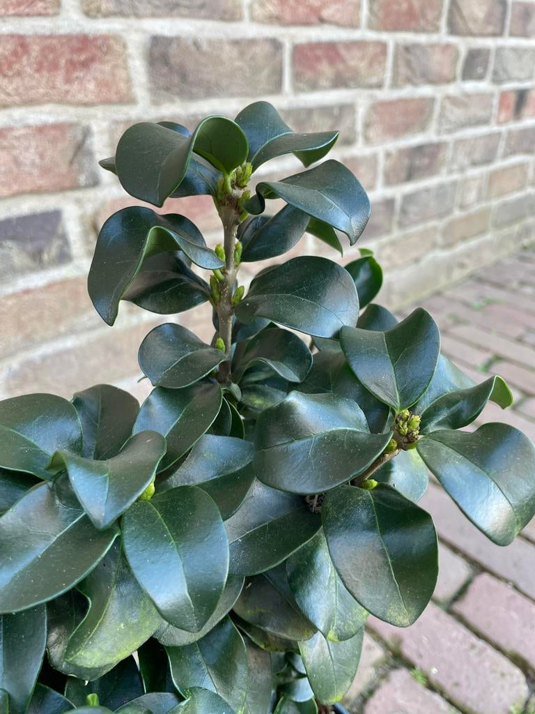 Ligustrum jap. rotundifolium, Vaste plant, Halfschaduw, Lente, Ophalen