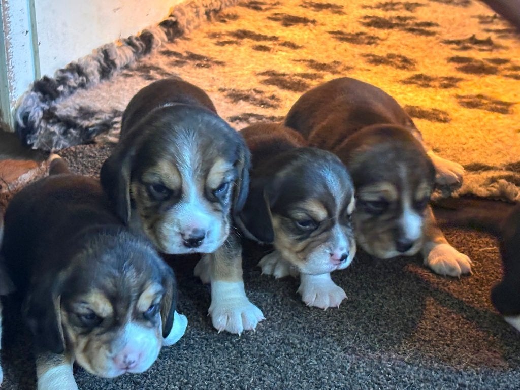 Prachtige Beagle Pups aangeboden, Beagle, 8 tot 15 weken, Parvo, Meerdere