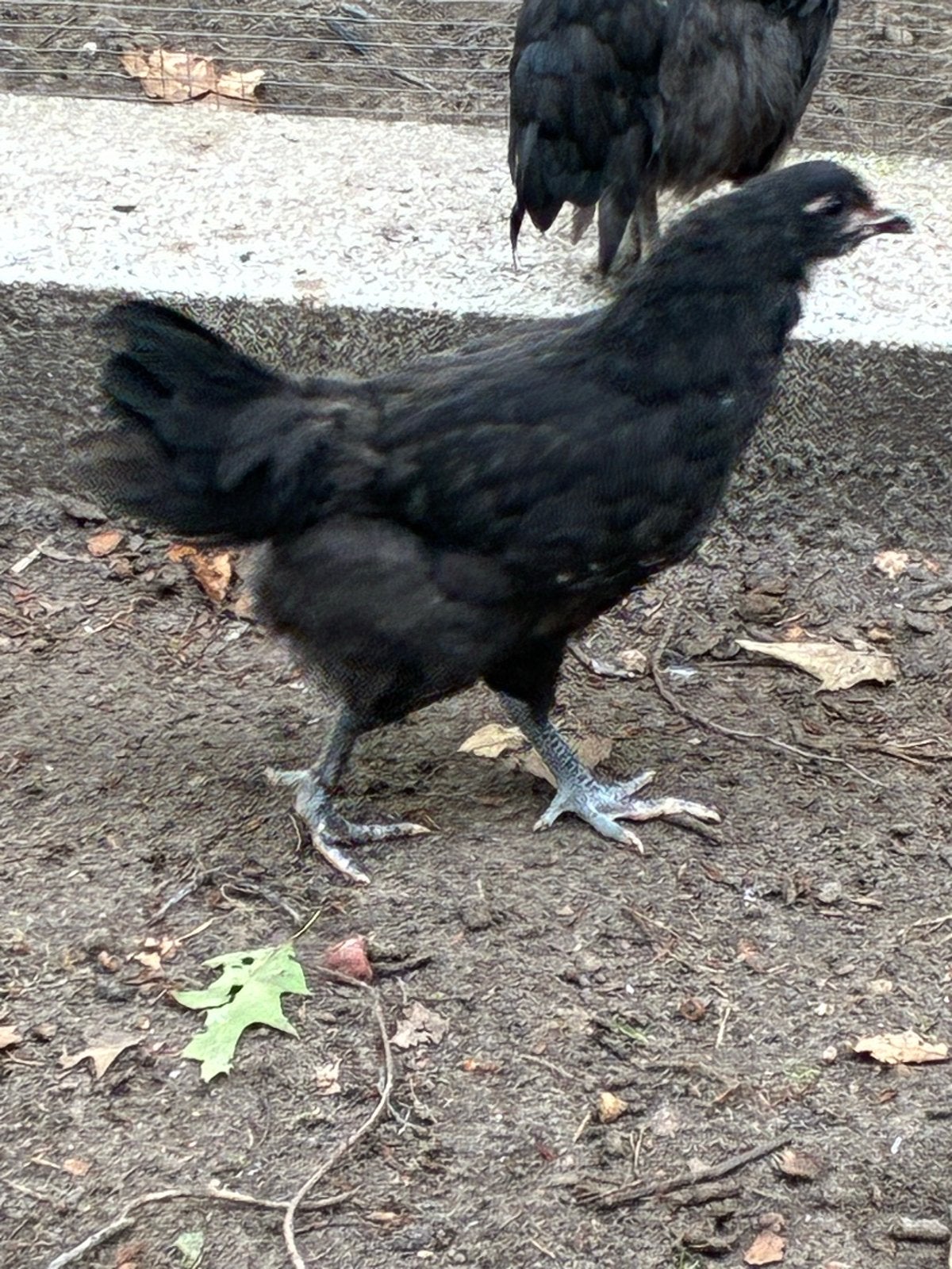 3 mooie jonge groenlegger hennetjes te koop, Vrouwelijk, Kip