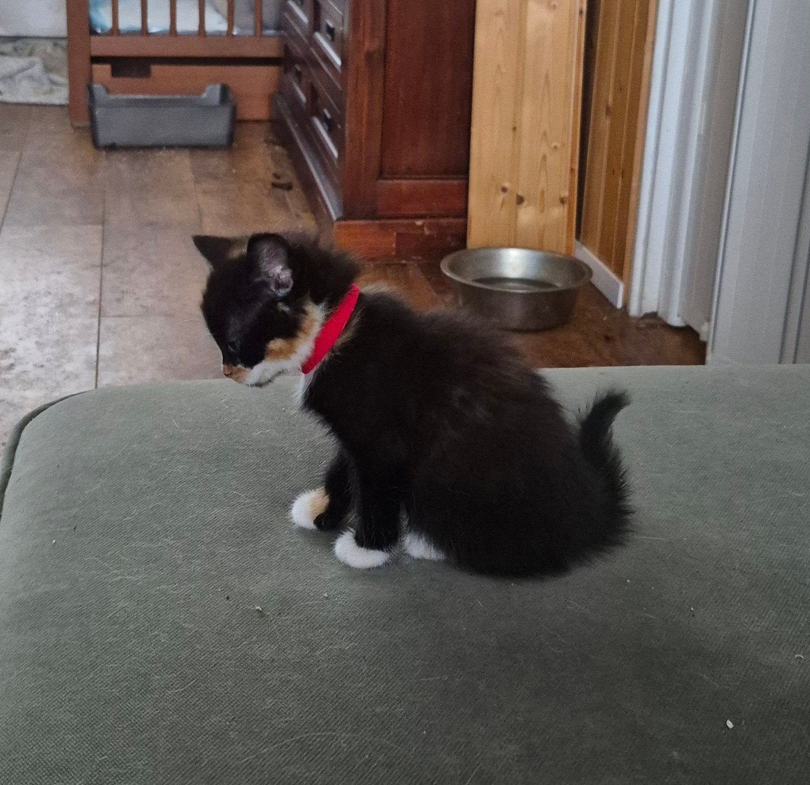 Kittens xl Maine coon europese korthaar, Dieren en Toebehoren, Katten en Kittens | Raskatten | Langhaar, Meerdere dieren, Gechipt