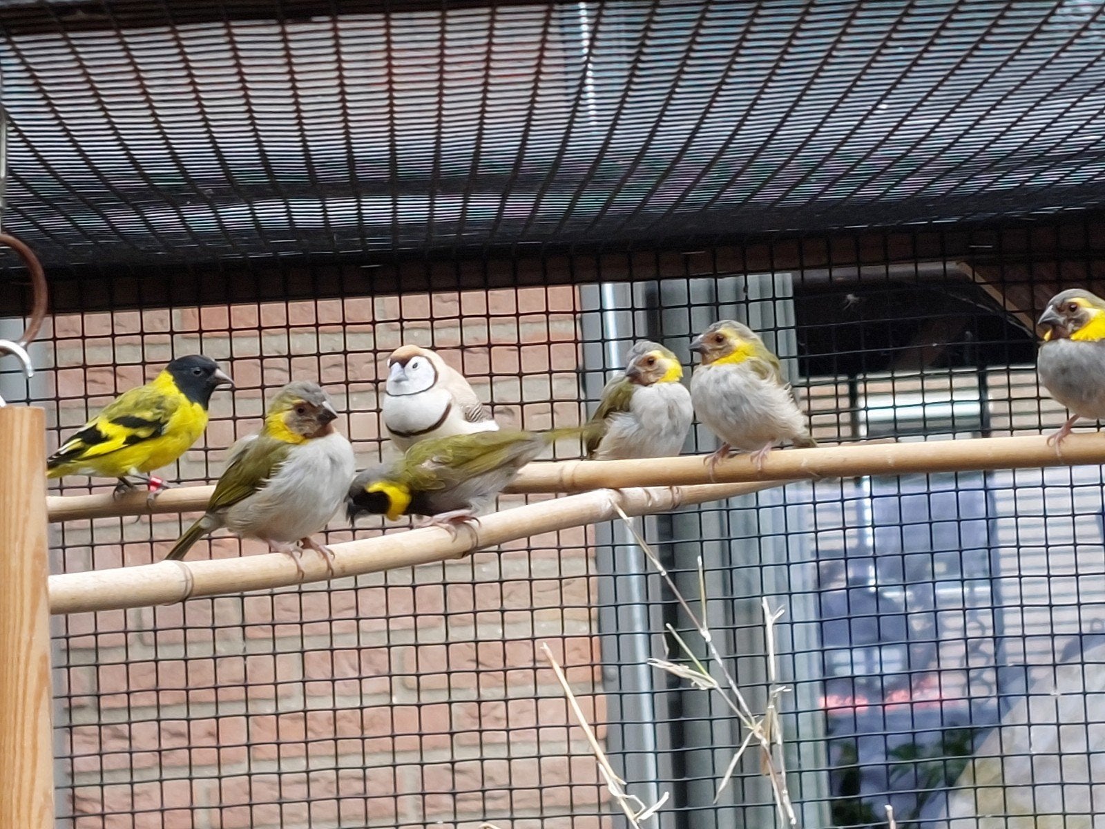 Kleine cubavinken, Dieren en Toebehoren, Vogels | Overige Vogels, Geslacht onbekend
