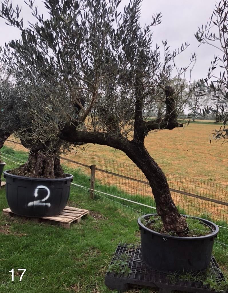 Te koop aangeboden oude olijfboom (Olea europaea)., Tuin en Terras, Bloeit niet, 100 tot 250 cm, Olijfboom, Ophalen