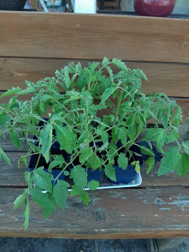 Planten, Tuin en Terras, Planten | Tuinplanten, Ophalen, Volle zon, Groenteplanten, Eenjarig