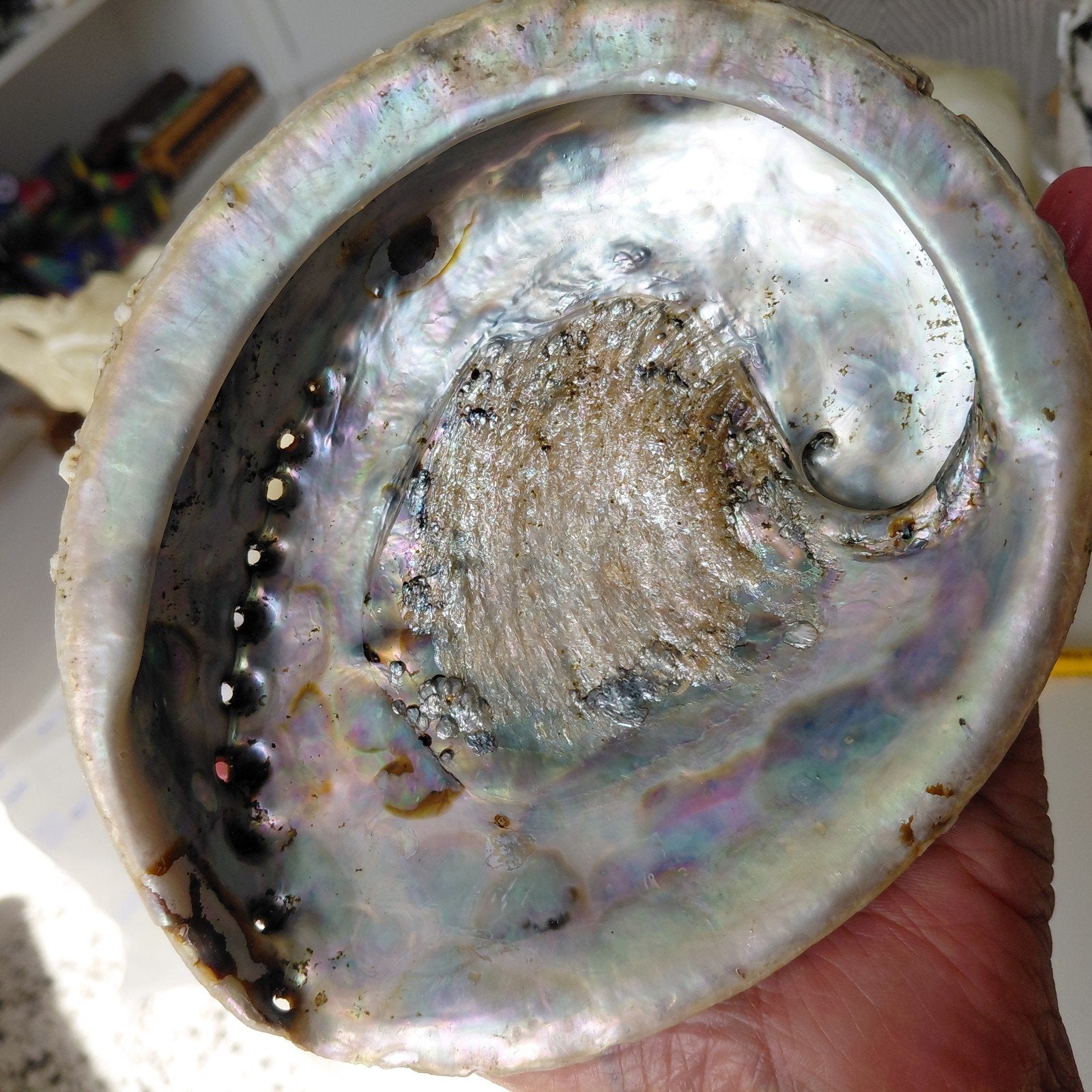 Prachtige Abalone Schelp - Natuurlijke Decoratie, Ophalen of Verzenden, Schelp(en)