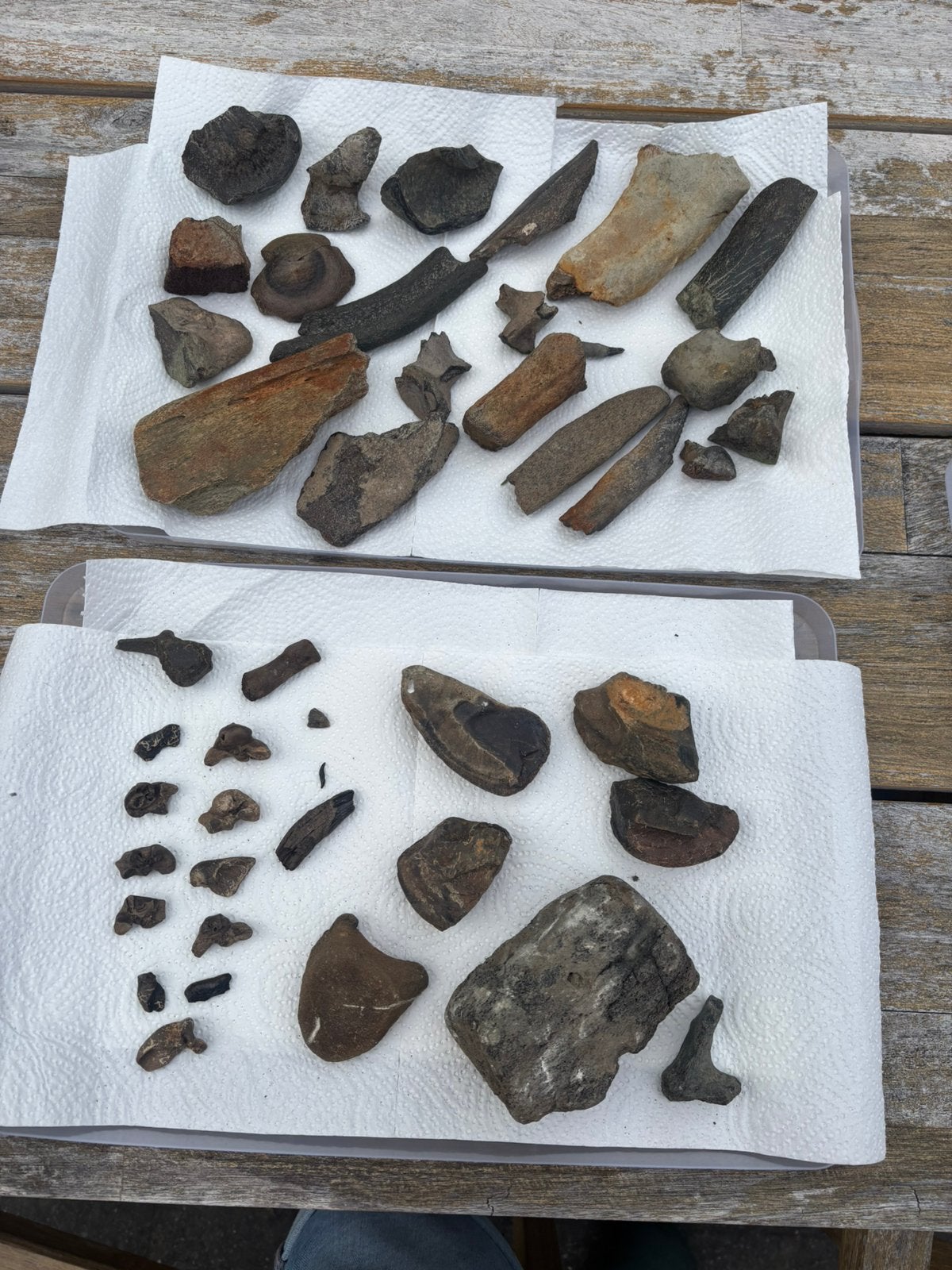 Leuk lot fossiel zeezoogdier materiaal uit Antwerpen. (B), Verzamelen, Mineralen en Fossielen, Ophalen of Verzenden, Fossiel