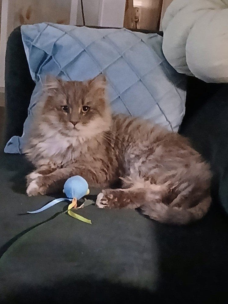 main coon x Siberische kat te koop, Dieren en Toebehoren, Kater, Ingeënt, 0 tot 2 jaar