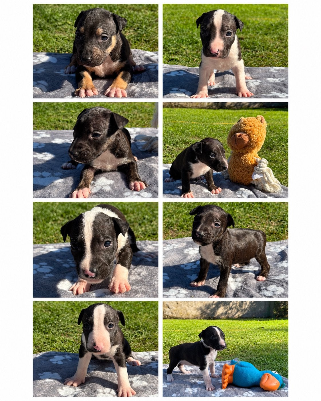 Nestje standaard bull terrier, Bull Terriër, CDV (hondenziekte), 8 tot 15 weken, Meerdere