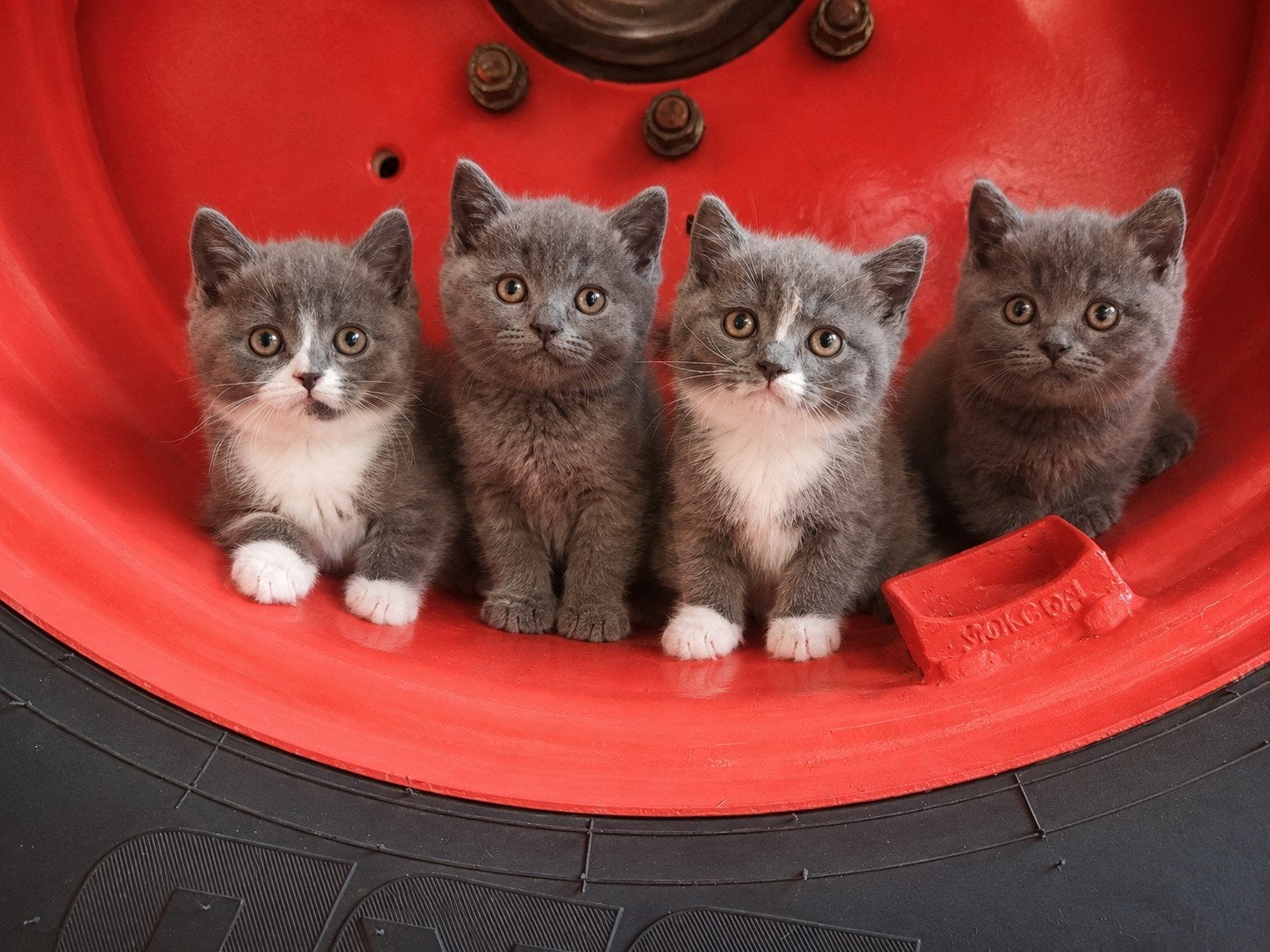 Prachtige kittens Britse korthaar / Blauwe rus, Meerdere dieren, Ontwormd, 0 tot 2 jaar