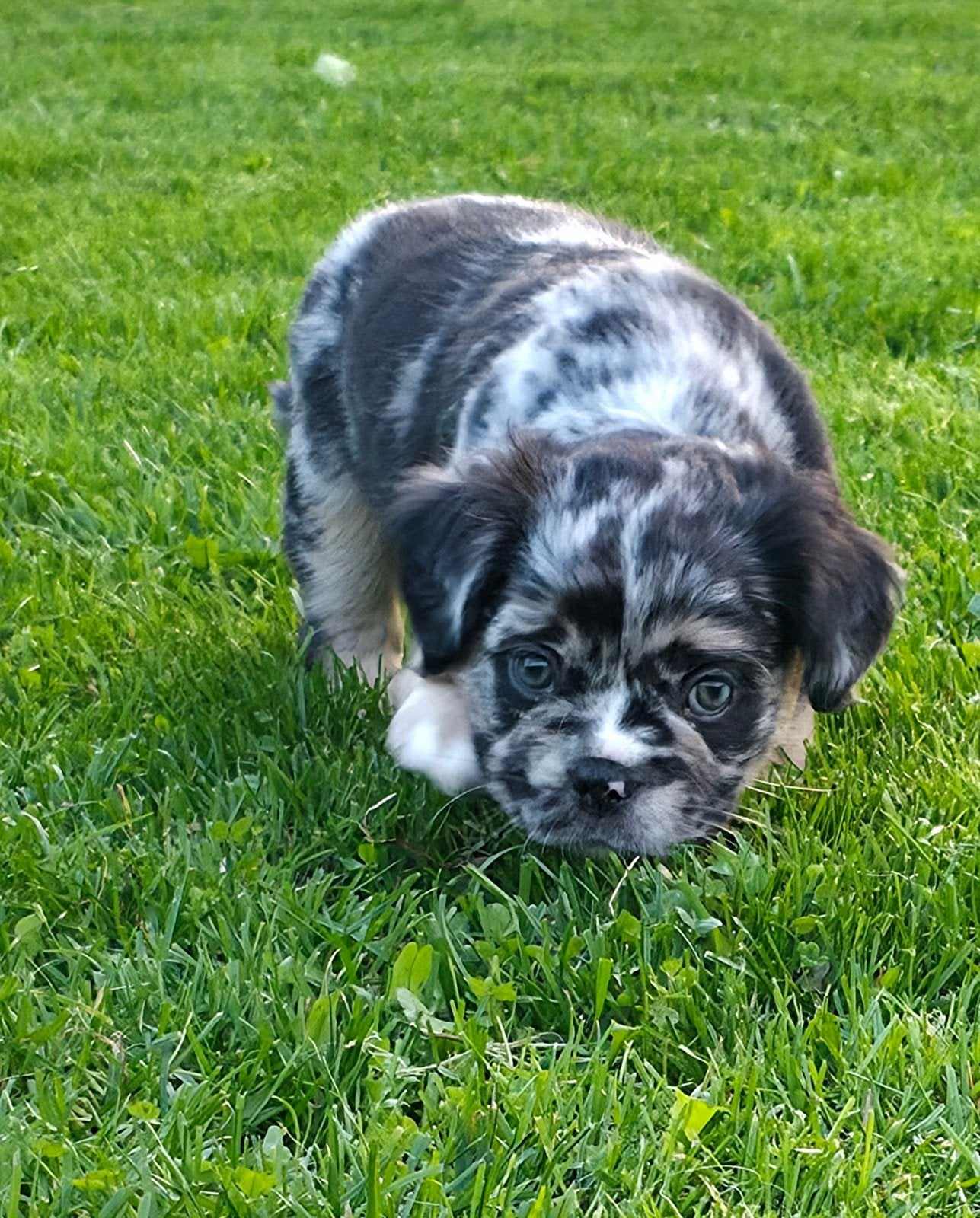 💙 prachtige x merle & tan fluffy franse bulldog pup reu 💙, Dieren en Toebehoren, Reu, CDV (hondenziekte), 8 tot 15 weken, Bulldog