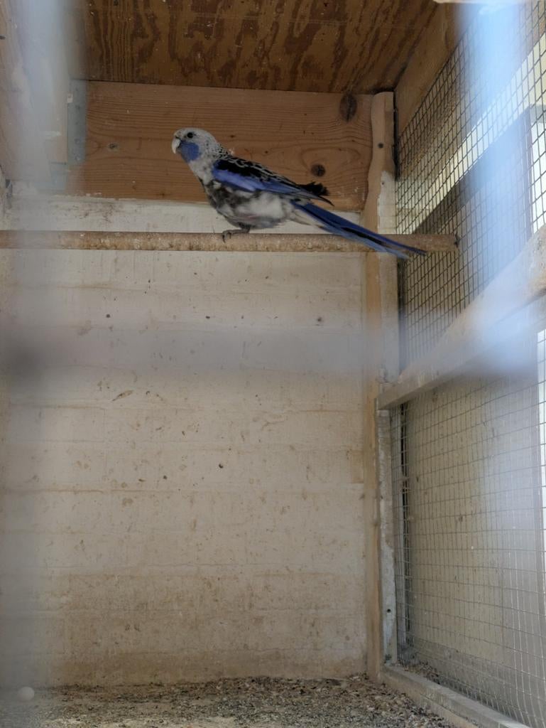 Pennant rosella blauw/geel kans pastel, Meerdere dieren, Parkiet