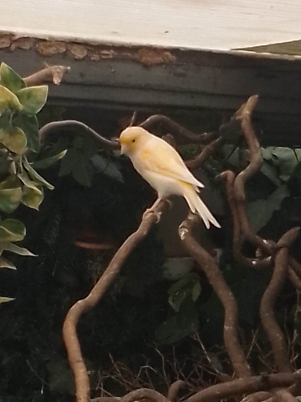 kanarie pop, Dieren en Toebehoren, Vogels | Kanaries, Vrouwelijk, Kleurkanarie
