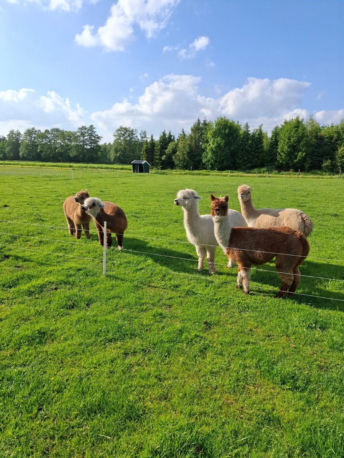 Alpaca wol, Ophalen, Spinwol